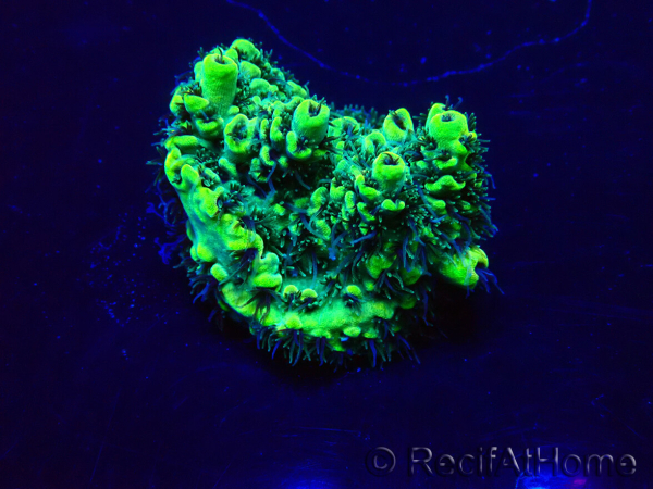 WYSIWYG Acropora Mariculture acclimated LED