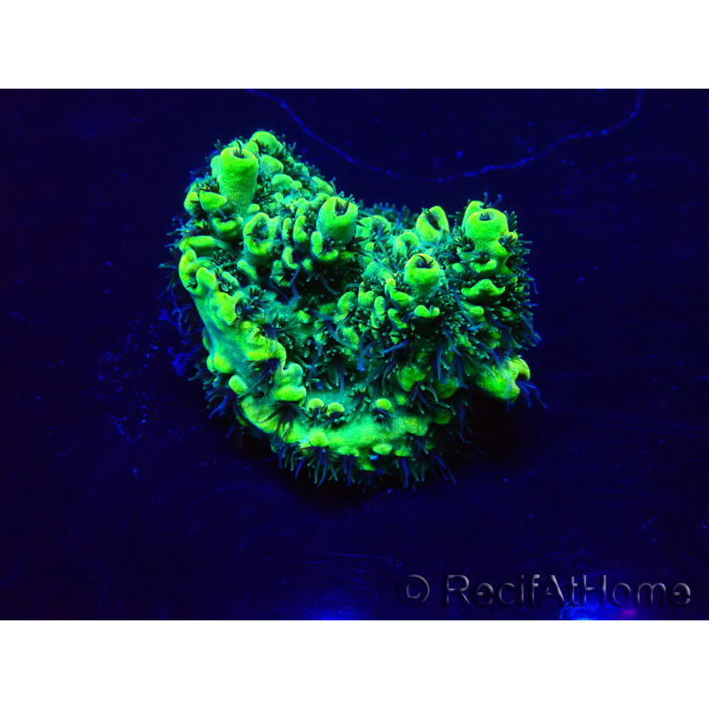 WYSIWYG Acropora Marikultur akklimatisiert LED