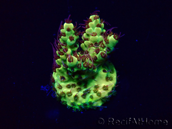 WYSIWYG Acropora Mariculture acclimated LED
