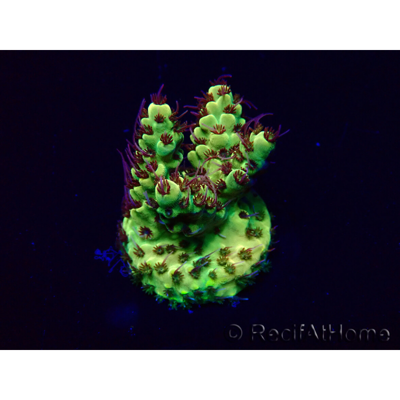 WYSIWYG Acropora Marikultur akklimatisiert LED