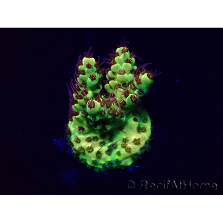 WYSIWYG Acropora Maricultuur geacclimatiseerd LED