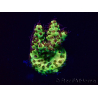 WYSIWYG Acropora 15X10 Mariculture acclimaté led