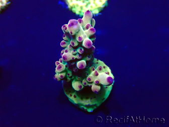 WYSIWYG Acropora Marikultur akklimatisiert LED