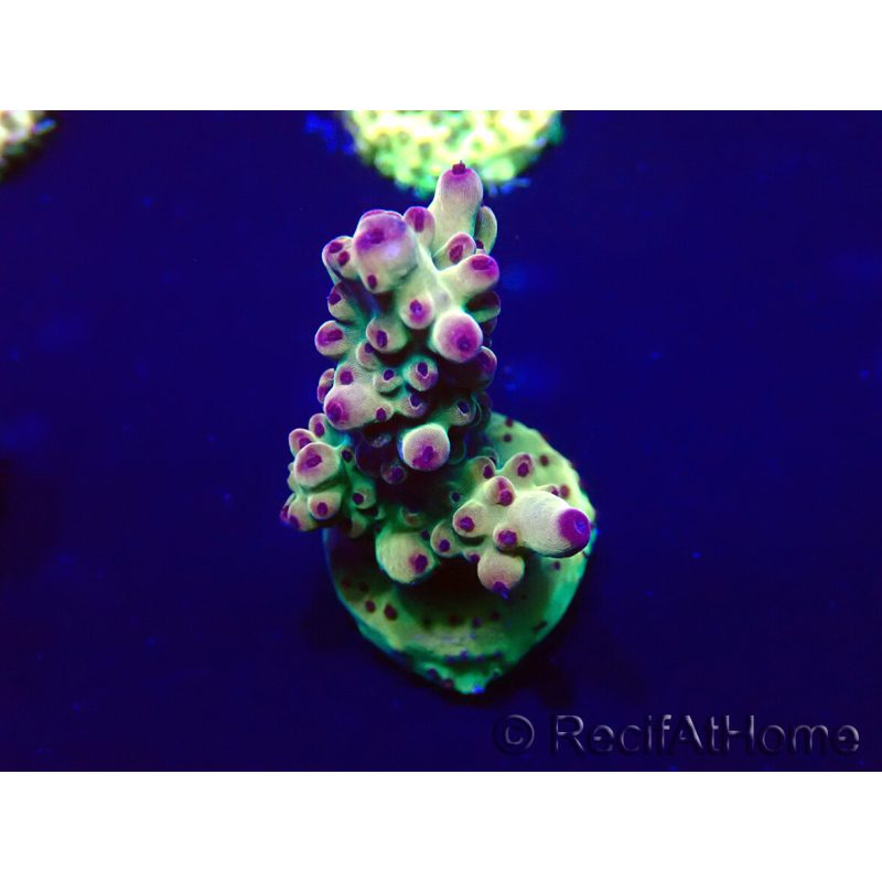WYSIWYG Acropora 15X12 Mariculture acclimaté led