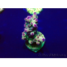 WYSIWYG Acropora Maricultura aclimatada LED