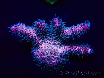 WYSIWYG Acropora Maricultura aclimatada LED