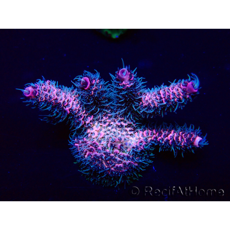 WYSIWYG Acropora Marikultur akklimatisiert LED