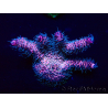 WYSIWYG Acropora Maricultuur geacclimatiseerd LED
