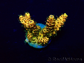 WYSIWYG Acropora 15Y4 Mariculture acclimaté led