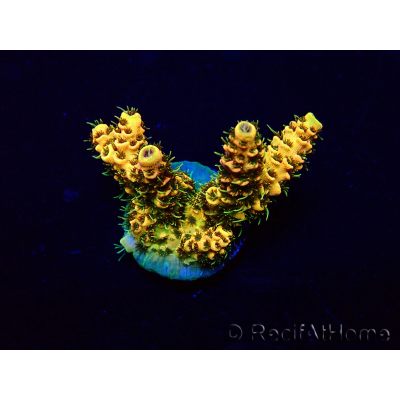 WYSIWYG Acropora Marikultur akklimatisiert LED