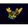 WYSIWYG Acropora 15Y4 Mariculture acclimaté led