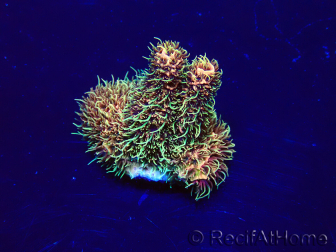 WYSIWYG Acropora Maricultura aclimatada LED