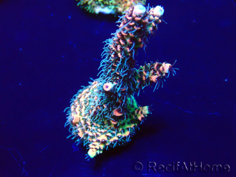 WYSIWYG Acropora 15Z6 Mariculture acclimaté led