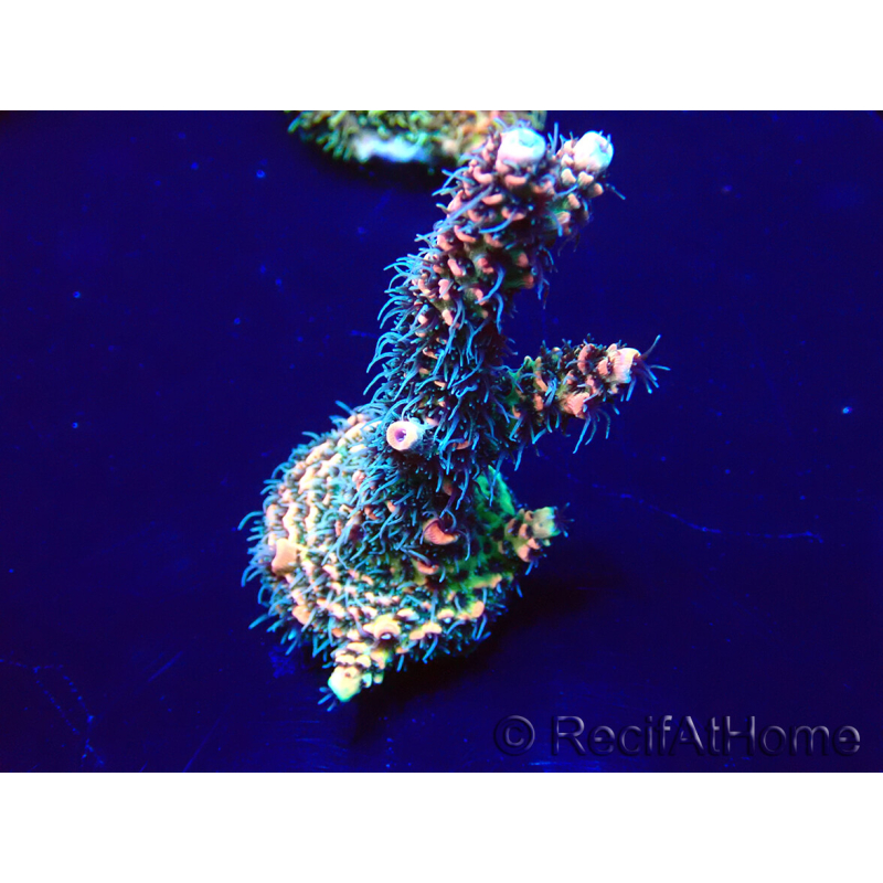 WYSIWYG Acropora Mariculture acclimated LED
