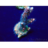 WYSIWYG Acropora Maricoltura acclimatata a LED
