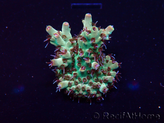 WYSIWYG Acropora 15A1 Mariculture acclimaté led