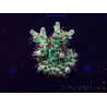 WYSIWYG Acropora Maricultura aclimatada LED