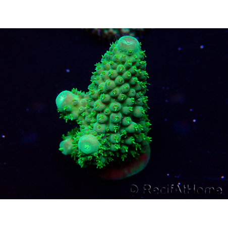 WYSIWYG Acropora Maricultuur geacclimatiseerd LED