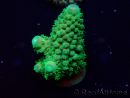 WYSIWYG Acropora Maricultuur geacclimatiseerd LED