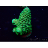 WYSIWYG Acropora 15A6 Mariculture acclimaté led