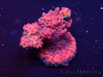 WYSIWYG Acropora Maricultuur geacclimatiseerd LED