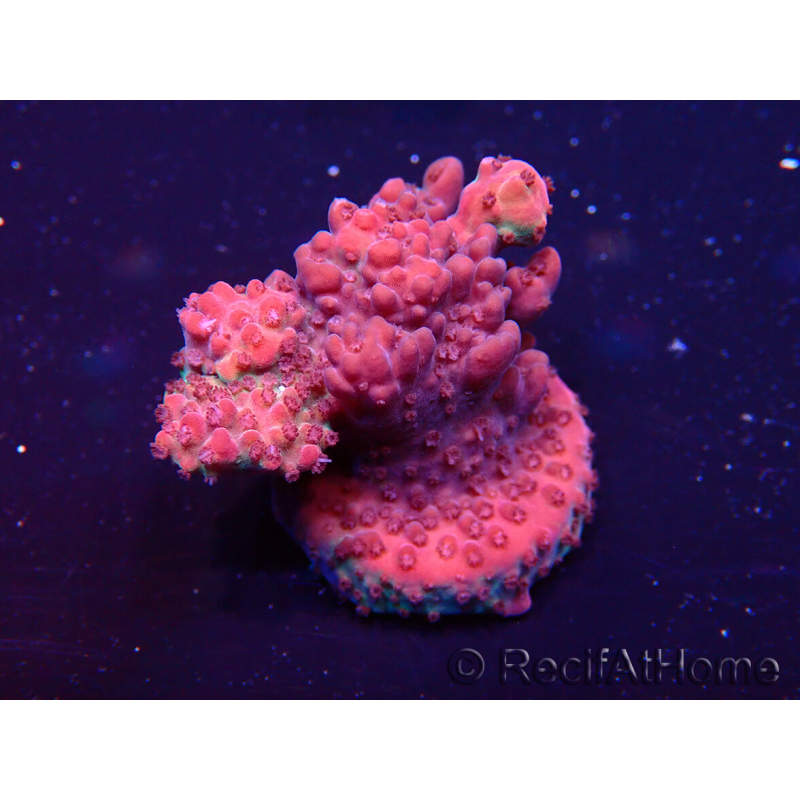 WYSIWYG Acropora Maricultura aclimatada LED