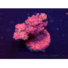 WYSIWYG Acropora Maricoltura acclimatata a LED
