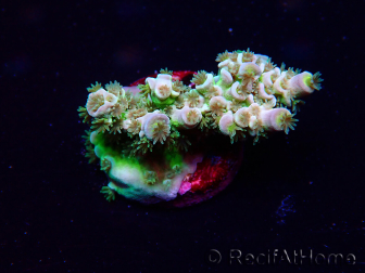 WYSIWYG Acropora Mariculture acclimaté led