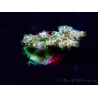 WYSIWYG Acropora Maricoltura acclimatata led