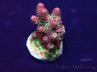 WYSIWYG Acropora hyacinthus 15A11 Mariculture acclimaté led