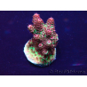 WYSIWYG Acropora hyacinthus 15A11 Mariculture acclimaté led
