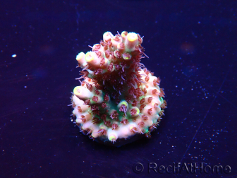 WYSIWYG Acropora Mariculture acclimaté led