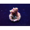 WYSIWYG Acropora Mariculture acclimaté led