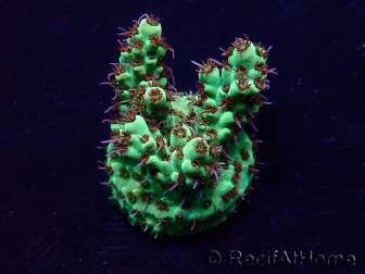 WYSIWYG Acropora tenuis Maricultura aclimatada LED