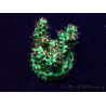WYSIWYG Acropora tenuis Mariculture acclimated LED