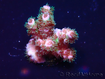 WYSIWYG Acropora tenuis Mariculture acclimaté led