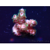 WYSIWYG Acropora tenuis Maricultura aclimatado LED