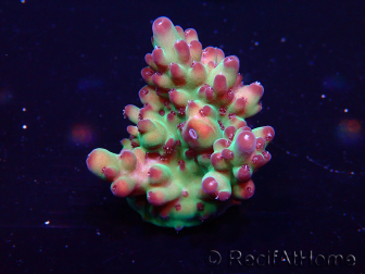 WYSIWYG Acropora granulosa 15B10 Mariculture acclimaté led