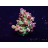 WYSIWYG Acropora Geacclimatiseerde maricultuur LED