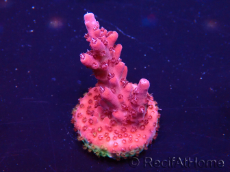 WYSIWYG Acropora Maricoltura acclimatata led