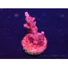 WYSIWYG Acropora Marikultur akklimatisiert LED