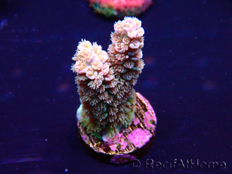 WYSIWYG Acropora tenuis Maricultura aclimatado led