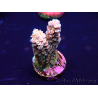 WYSIWYG Acropora tenuisMariculture acclimated LED