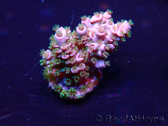 WYSIWYG Acropora acclimated LED