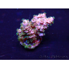 WYSIWYG Acropora acclimated LED