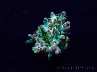 WYSIWYG Acropora 15C10 Mariculture acclimaté led