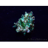 WYSIWYG Acropora Geacclimatiseerde maricultuur LED