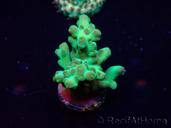 WYSIWYG Acropora 15D1 Mariculture acclimaté led