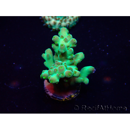 WYSIWYG Acropora Marikultur akklimatisiert LED