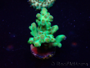WYSIWYG Acropora 15D1 Mariculture acclimaté led